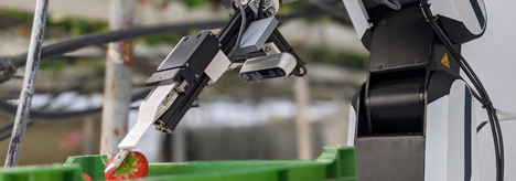 Robot do zbioru truskawek Berry. Zdjęcie © Organifarms -