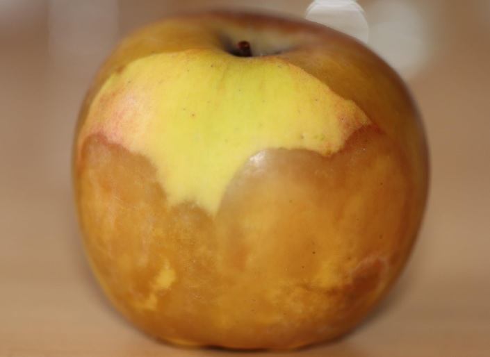 Diaporthe eres jako sprawca nowej choroby jabłek w okresie przechowywania