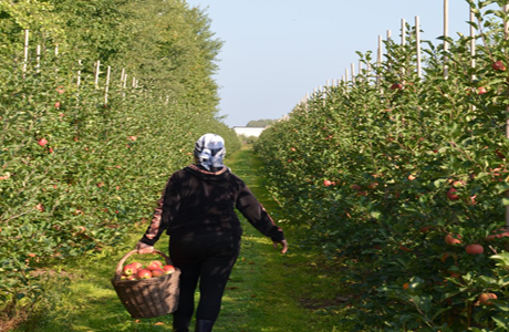 Świat: Nowa Zelandia: Niedobory siły roboczej przeszkodzą w zbiorach jabłek