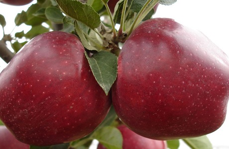 Indie: Tureckie jabłka świetnie sobie radzą na rynku