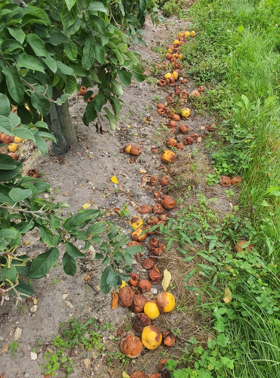 Francuzi nie zbierają przemysłu