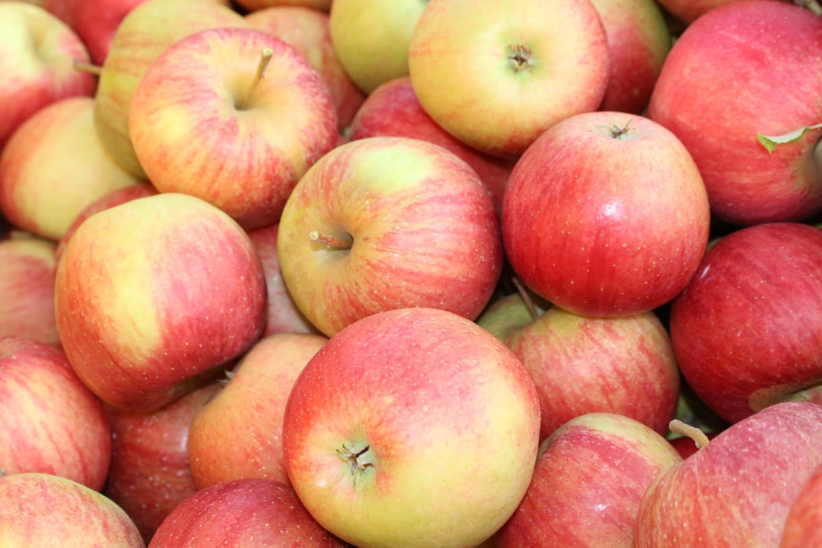 Nowa Zelandia: Mnóstwo jabłek pozostawionych na drzewach z powodu braku siły roboczej