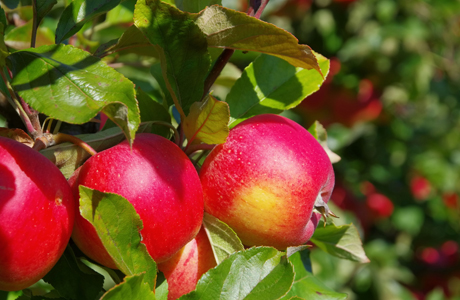 Czy sezon jabłkowy 2023 może być dobry?