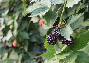 Farma z Uzbekistanu testuje różne odmiany jeżyn