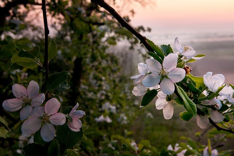 W Uzbekistanie kwitną jabłonie