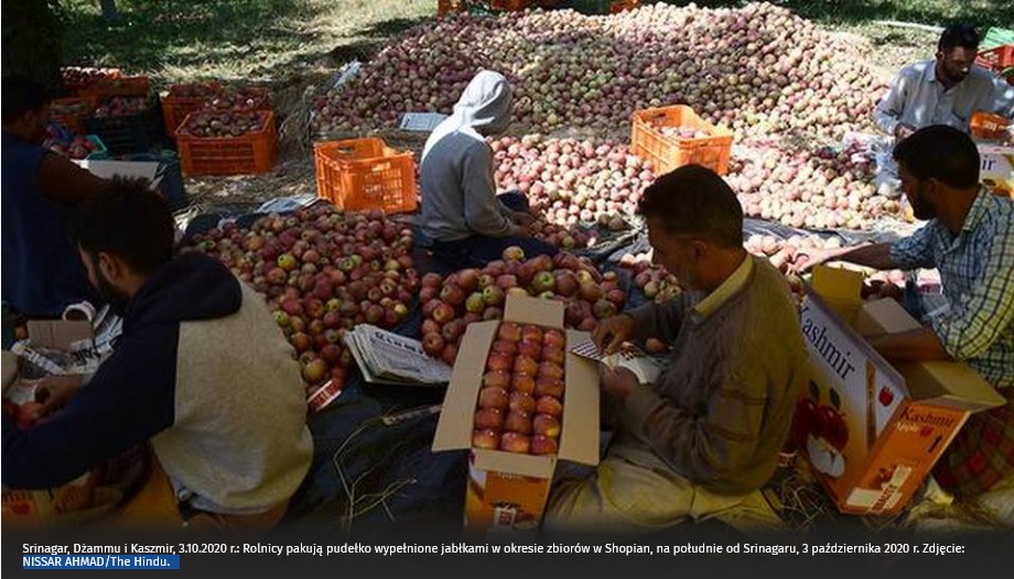 INDIE: Irańskie jabłka zagrożeniem dla lokalnych gospodarstw